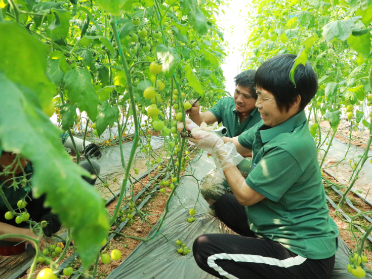 废弃砖厂“变身”现代菜园 新田寿光“联姻”打造设施蔬菜示范园