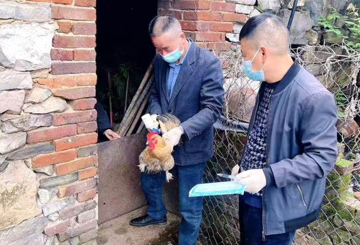 新圩镇：防疫服务进农家 筑牢畜禽“安全网”