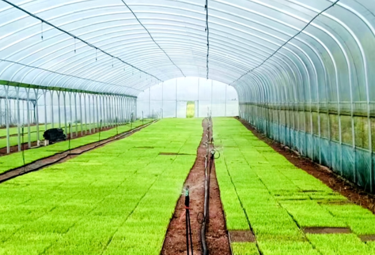 新圩镇：抢抓农时 奏响乡村振兴“春耕序曲”