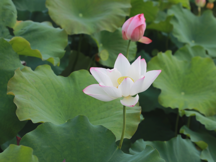 荷风送香美如画 游人尽享夏日惬意时光
