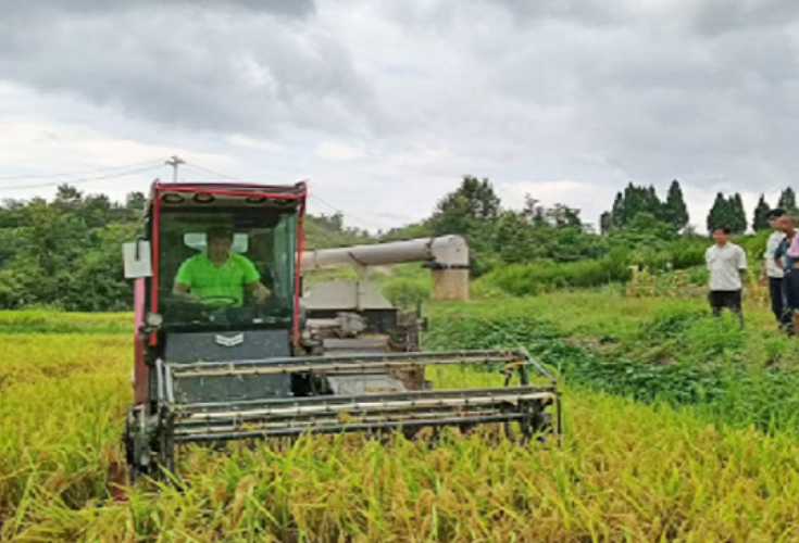 大坪塘镇土桥坪村开展早稻测产 打造粮食生产示范标杆