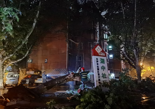（改大小）网格员与区环卫所工作人员一起清理断枝.jpg