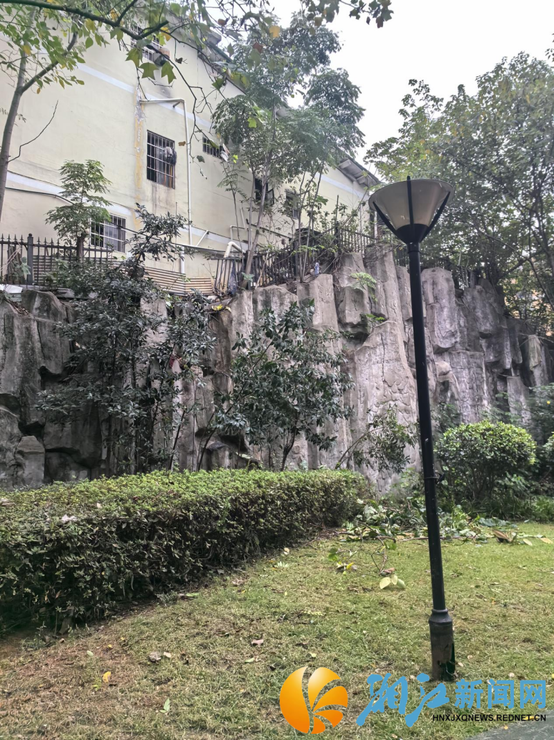 1107嘉欣树枝清理后_副本.png 1107嘉欣树枝清理后_副本.png