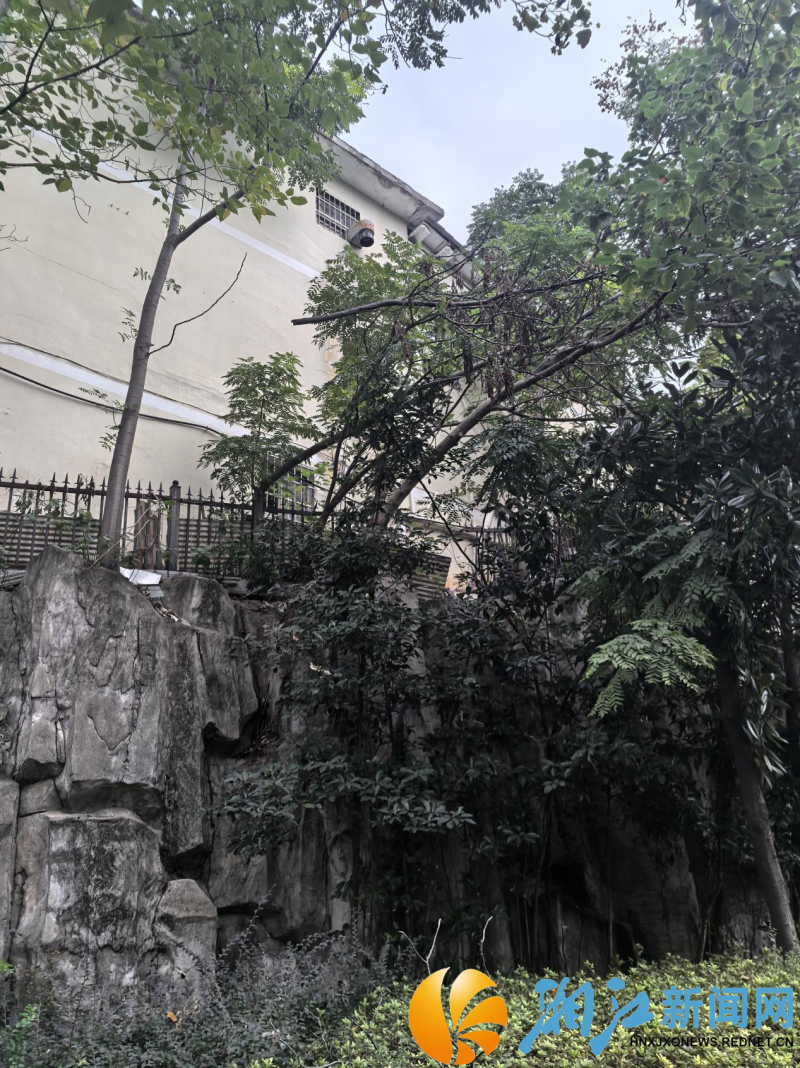 1107嘉欣树枝_副本.png 1107嘉欣树枝_副本.png