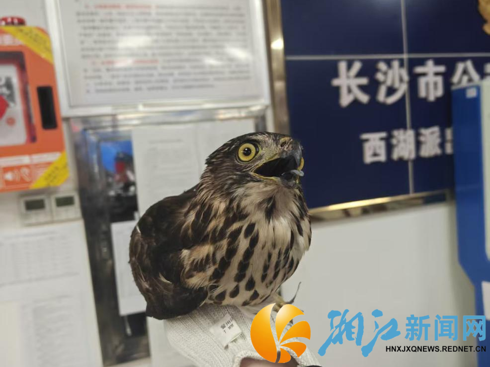 0225鸟_副本.png 0225鸟_副本.png