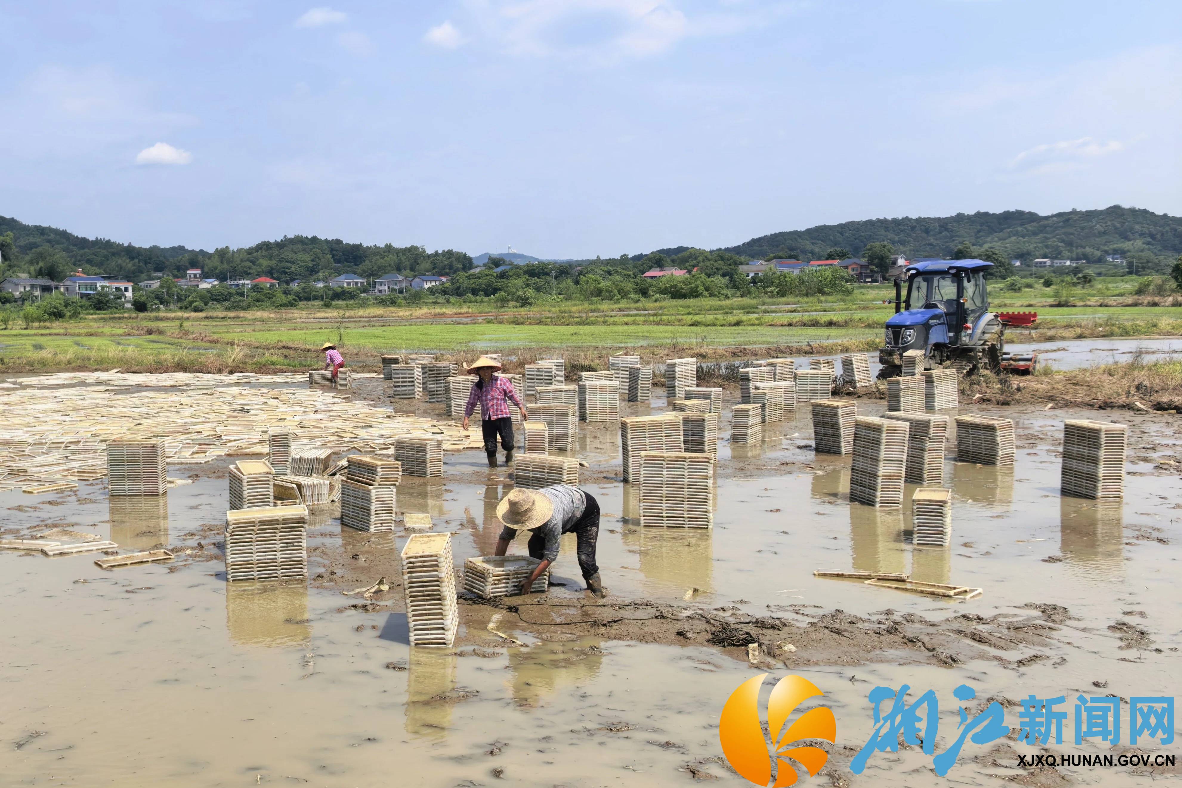含浦街道汛后6.jpg