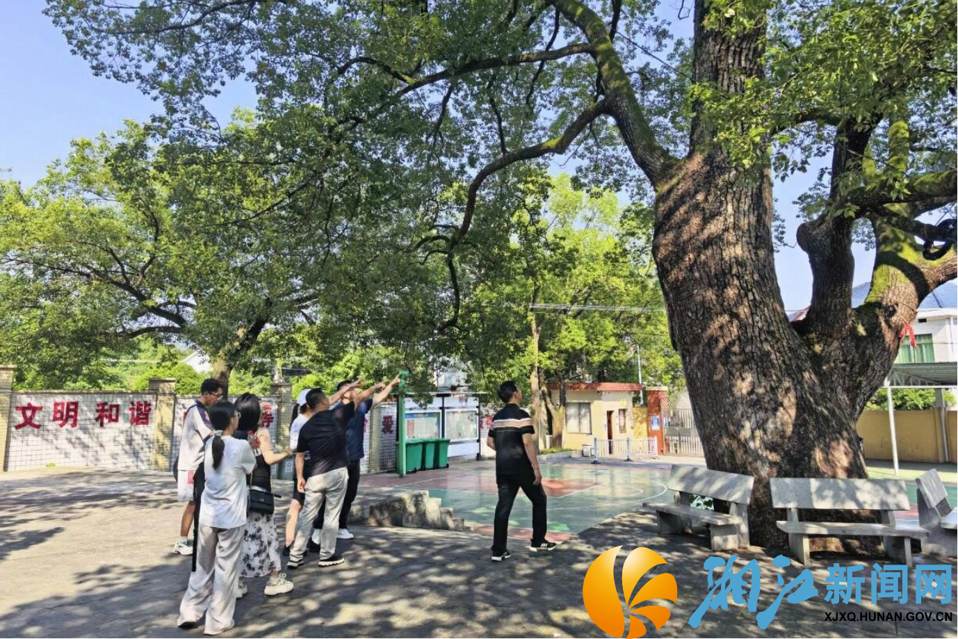九丰村古樟树3.jpg 九丰村古樟树3.jpg