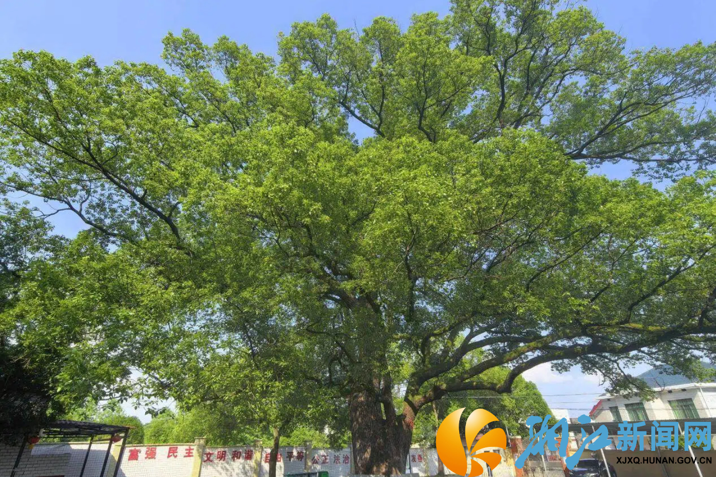 九丰村古樟树1.jpg 九丰村古樟树1.jpg