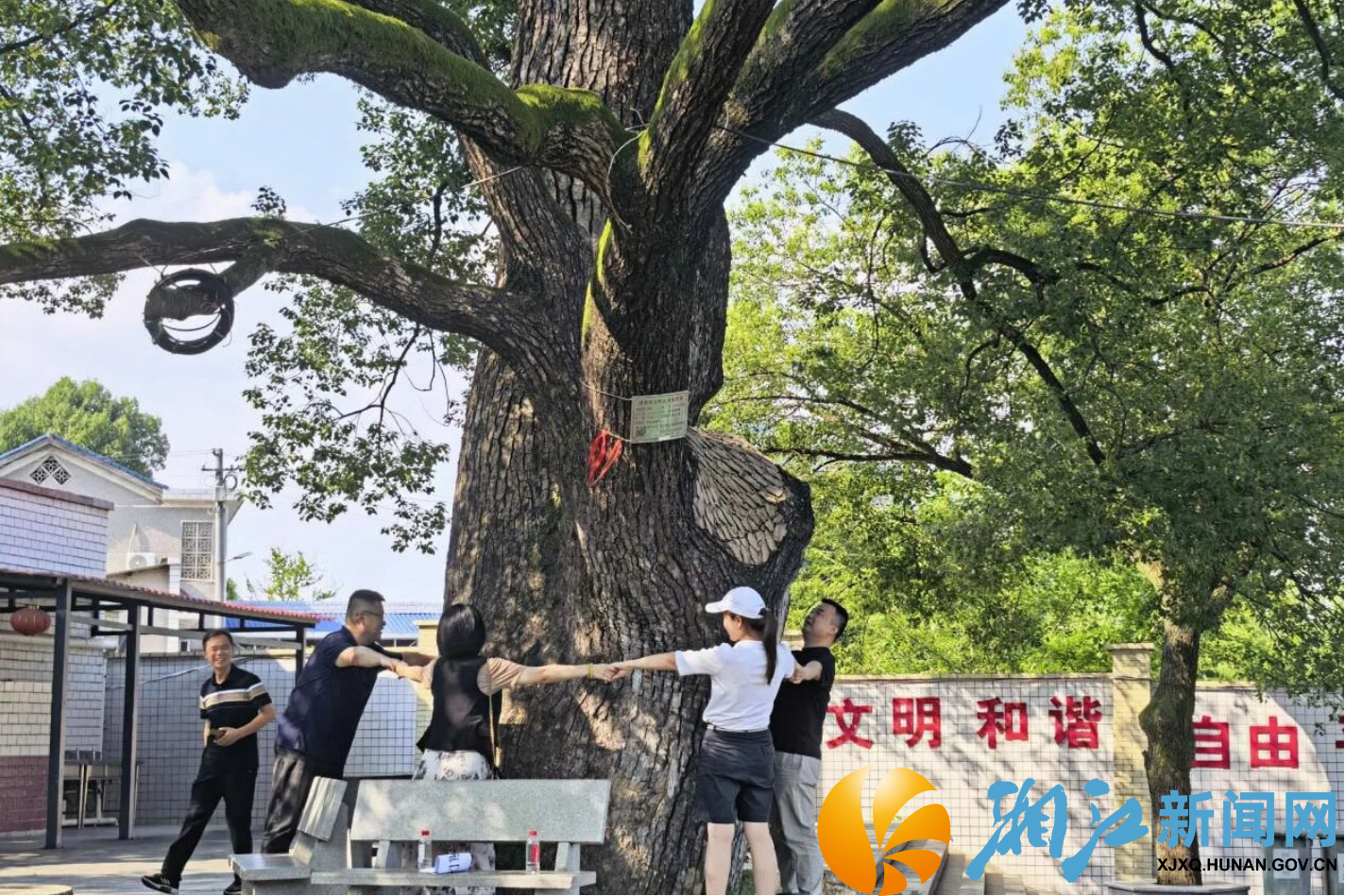 九丰村古樟树2.jpg 九丰村古樟树2.jpg