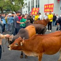 零陵“牛扣哥”兑现6头牛承诺