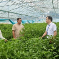 零陵：大棚解忧暖民心 护航“菜篮子”