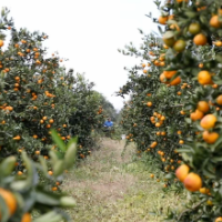 零陵:蜜桔产销两旺迎丰收