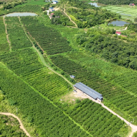 零陵黄金奈李喜获丰收 特色种植助力乡村振兴