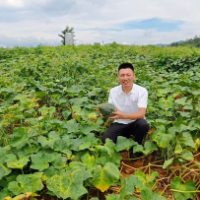 零陵：荒地变宝地 香芋南瓜助振兴