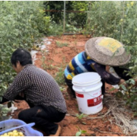 零陵特色农产品种植盘活村集体经济