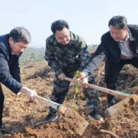 赵立平带队参加零陵区2026年义务植树活动
