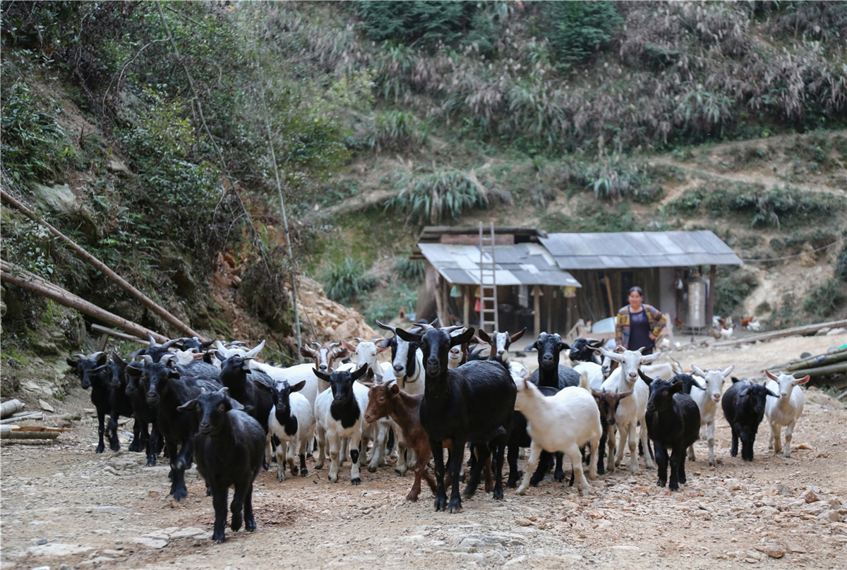 11月18日，在永州市零陵区富家桥镇茶叶湾村，一条长60余公里蜿蜒宽阔的公路，破除了交通出行瓶颈，有效助力产业培育和发展，促进贫困山区增收致富。近年来，零陵区大力发展农村公路建设，助力脱贫攻坚和产业经济发展，同时盯紧“畅返不畅”的农村公路，对“最后一公里”进行动态监管，不仅要修通四好农村路，更重要的是管护好、养护好。