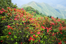 零陵十里野生杜鹃花盛开