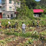 零陵：“湘芋”凼底袁十万 千亩芋田丰收忙