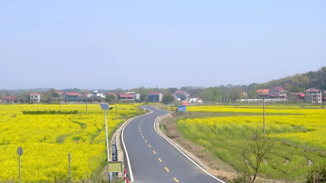 杉木桥村油菜花田