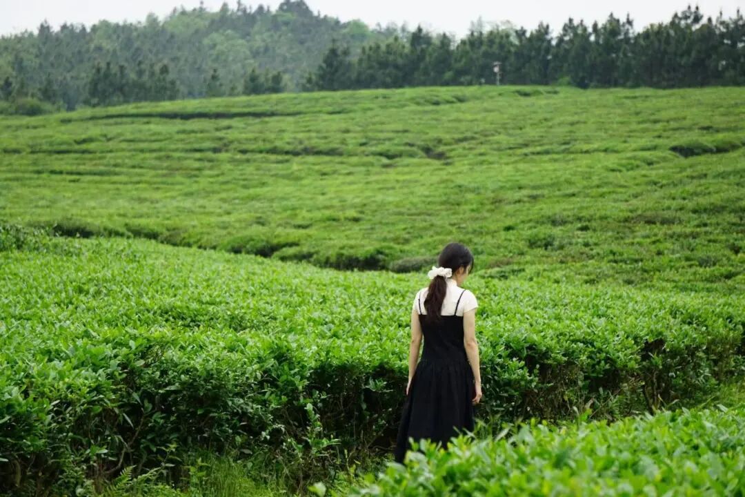 福田茶场茶园