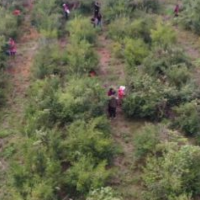 零陵30万亩油茶迎丰收 “绿色银行”助乡村振兴