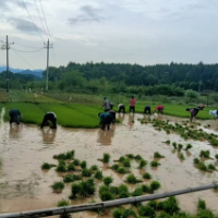 零陵：机械人工齐上阵 田间地头插秧忙