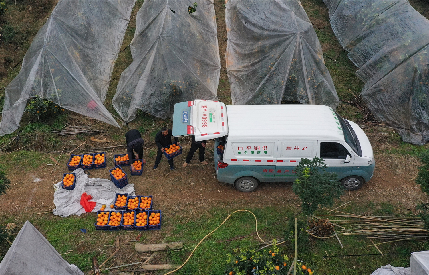 零陵区珠山镇康家村湖南辉丰农业康家扶贫基地，工作人员在收购脐橙。潘爱民摄