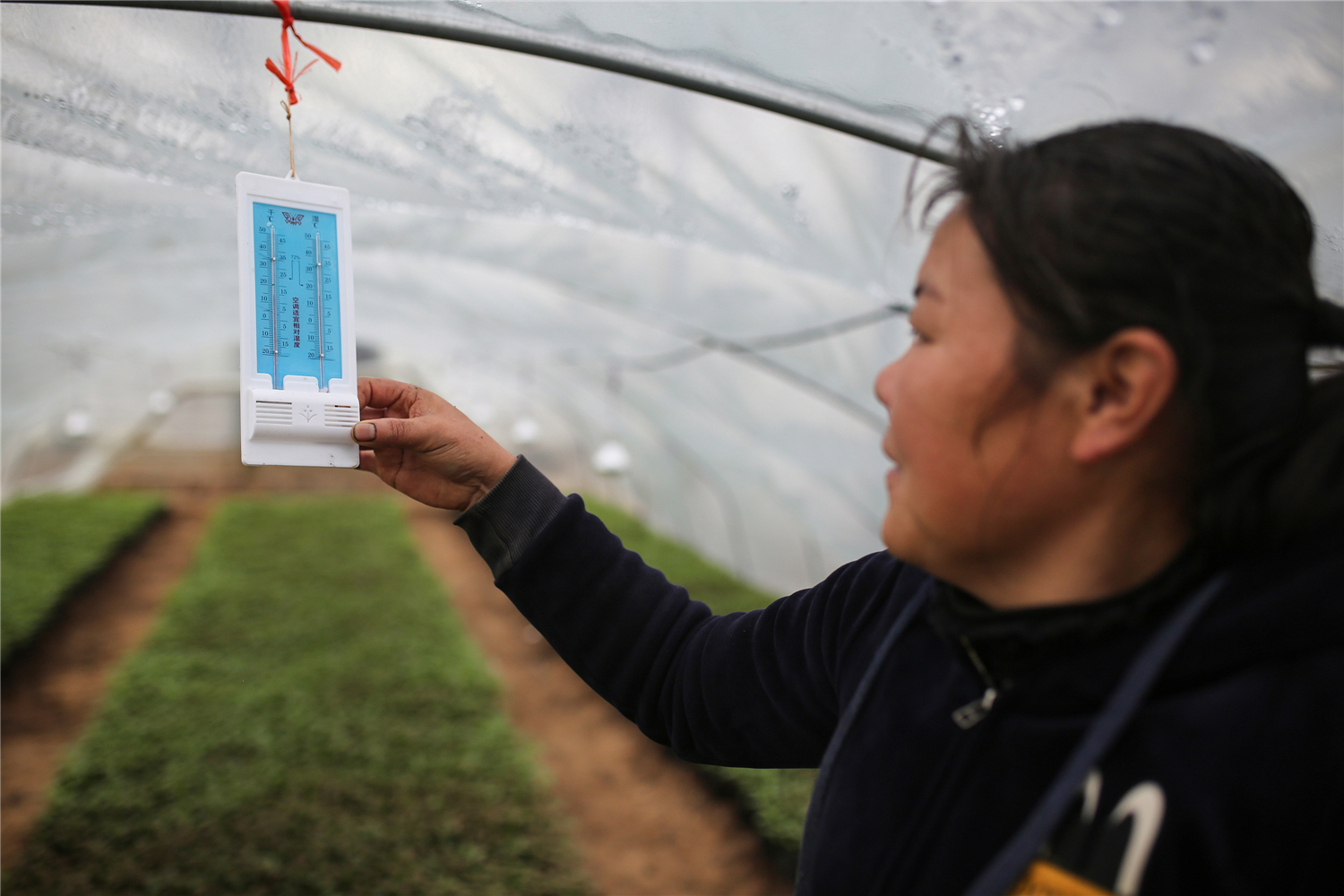 零陵香零山村蔬菜专业合作社大棚育秧基地，村民在查看大棚棚内温度。