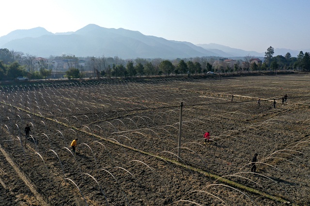 1月18日，零陵区富家桥镇木山底村100余亩的大田洞里，村民铲田整地，搭建大棚，一派忙碌，准备连片种植返季西瓜。近年，该区坚持“一镇一品、一村一品”的办法，积极调整种植结构。去冬以来，全区已落实稻稻瓜、稻稻油、稻稻菜30余万亩。 陈斌 杨万里 摄
