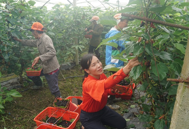 乡村振兴看零陵丨零陵古村，这里“葚”好！