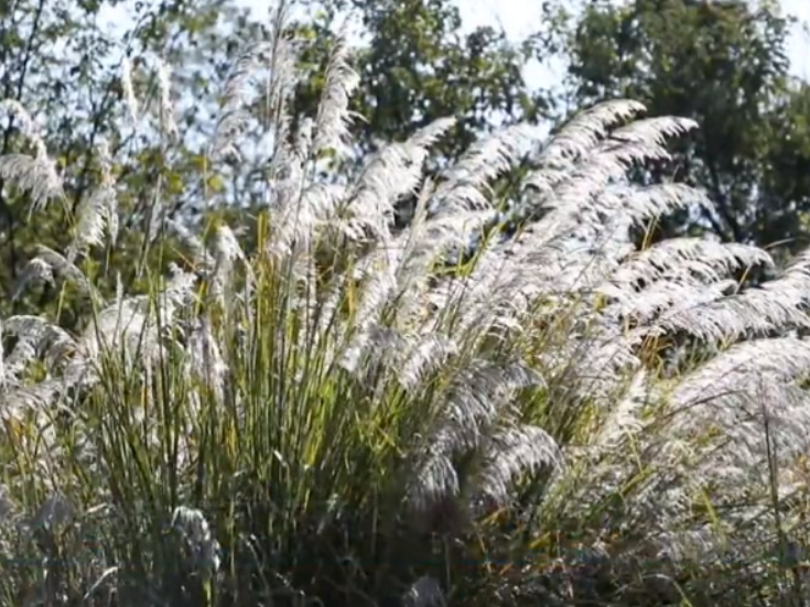 零陵：芦荻花开映潇水 如雪似梦醉游人