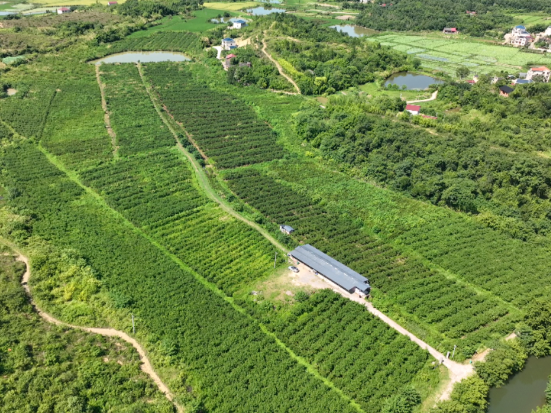 零陵：黄金柰李喜获丰收 特色种植助力乡村振兴