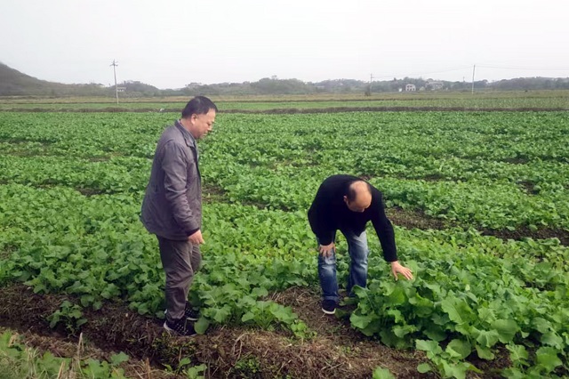 菜地2.jpg 菜地2.jpg