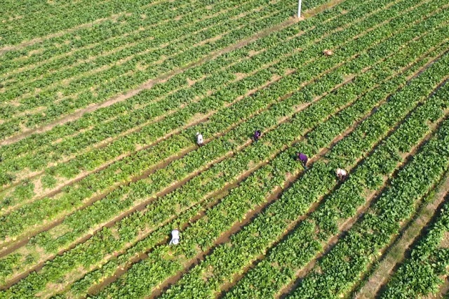 菜地.jpg 菜地.jpg