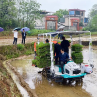 零陵:制种大田抛下全省首株机抛秧