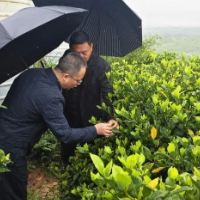 龙亮赴乡镇街道调研安全生产、防汛备汛和春耕生产等工作