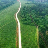 谷雨时节，寻茶福田