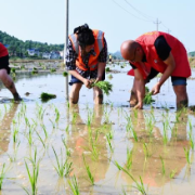 干群同心抢农时 不误春耕促丰收