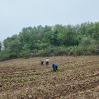零陵文雷村:种下“金桑叶” 铺就振兴路