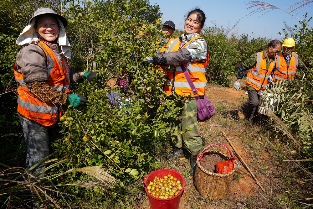 红网时刻10月26日讯（记者 陈斌）10月24日，在零陵区大夫庙油茶基地，一颗颗饱满的油茶果挂满枝头，三五成群的农户们来回穿梭在油茶林里采摘油茶果，脸上洋溢着丰收的喜悦。近年来，零陵区依托良好的生态优势和资源优势，大力实施油茶低产林改造、引进、培育和推广优良油茶品种，全面提升油茶规模化、标准化和产业化水平。截至目前，零陵区已种植油茶面积约30.53万亩，拥有油茶规模加工企业 50家，预测今年产油茶1041.4万吨以上，综合产值将超9372.6万元。