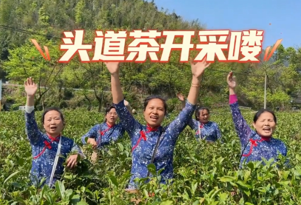 视频丨鲜嫩！第一杯“春茶”，请你到零陵邮亭圩喝