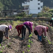 零陵：初冬油菜移栽忙 千亩闲田披新绿