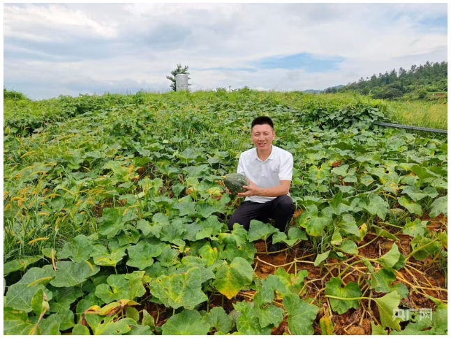零陵：荒地变宝地 香芋南瓜助振兴