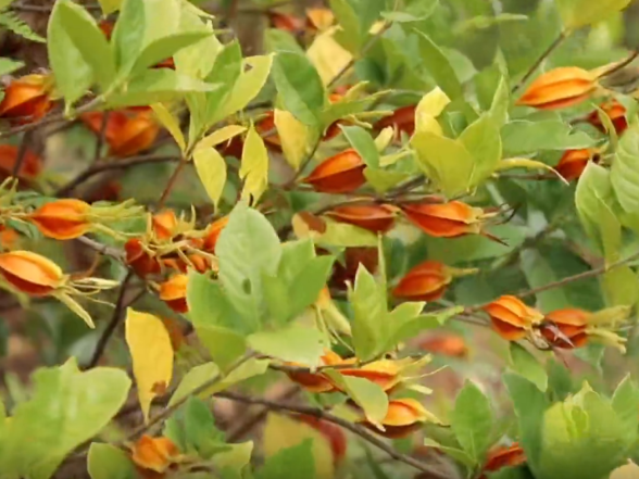 零陵：黄栀子结出“黄金果” 铺就致富“金色路”