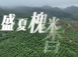 盛夏槐米香满山——零陵区凼底乡千亩基地采摘忙