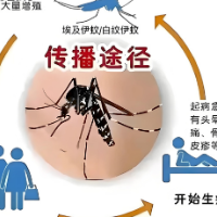 零陵疾控提醒：预防登革热知识早知道