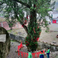 零陵区千余株古树名木全部建档