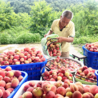 零陵：“四农产业”助力农民就业增收