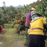 砂糖橘喜获丰收 映出乡村好“丰”景